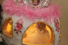 IMG_8378-Copy
